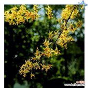 黄花栾树的花语有何深意？