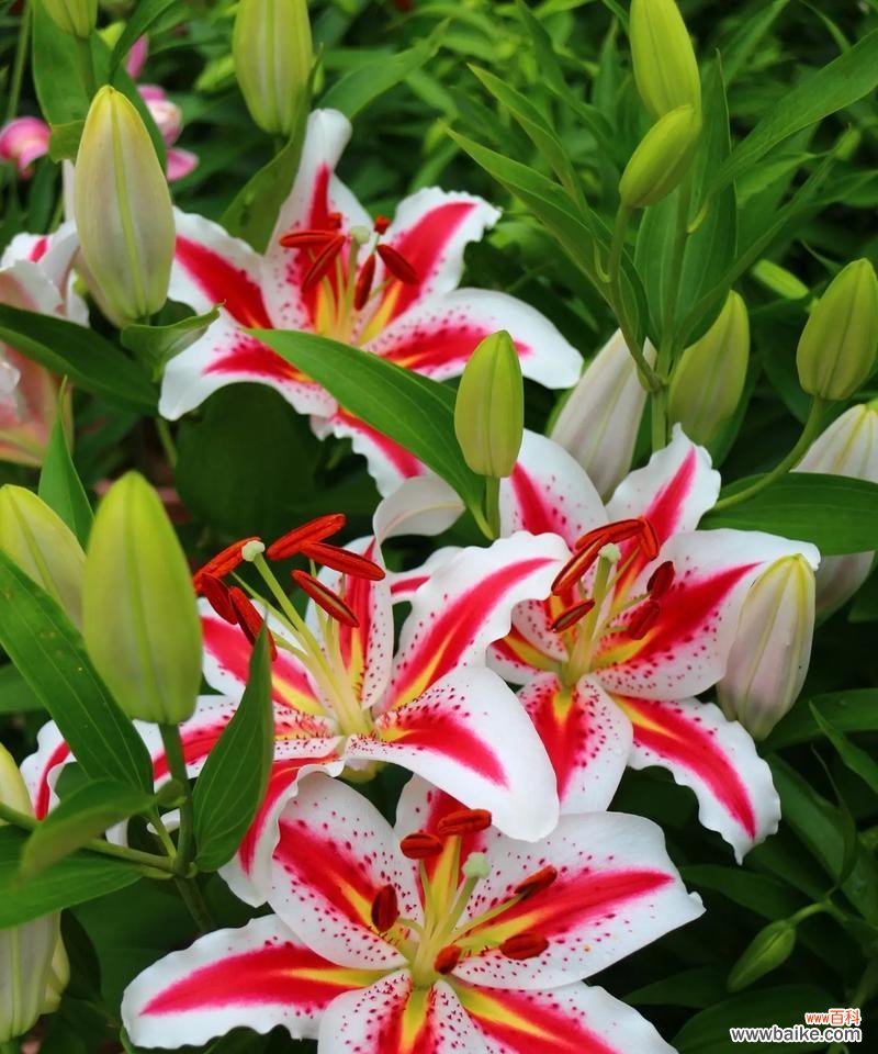 哪种花的花语是想念？送什么花表达思念之情？