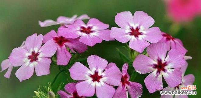 颠倒身份的花语是什么？颠倒身份花语有哪些有趣解释？