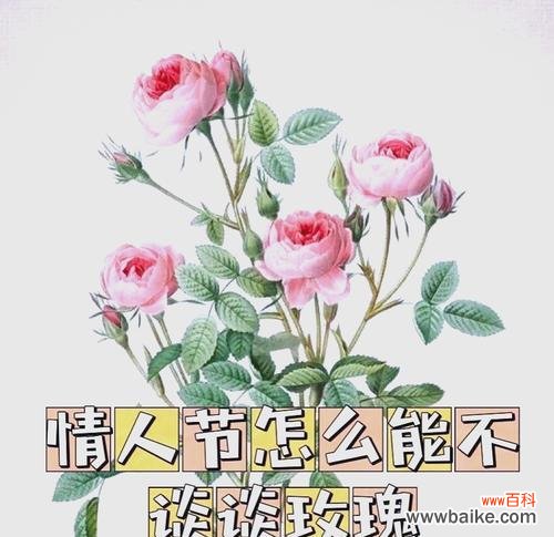玫瑰香氛的花语有何特别之处？如何选择合适的香氛？