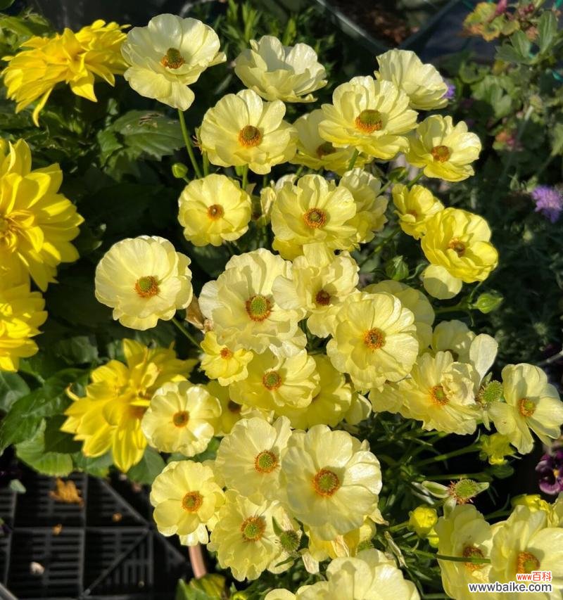 什么花的花语是幸福?哪种花卉象征着快乐和满足?