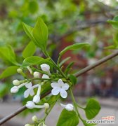 什么花的花语是幸福？哪种花卉象征着快乐和满足？