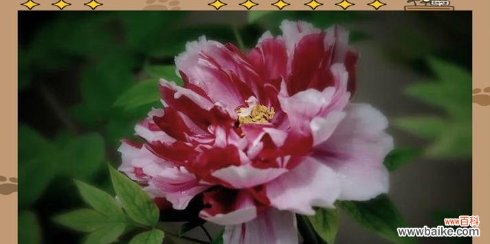 奶油牡丹的花语有哪些?表达了什么?