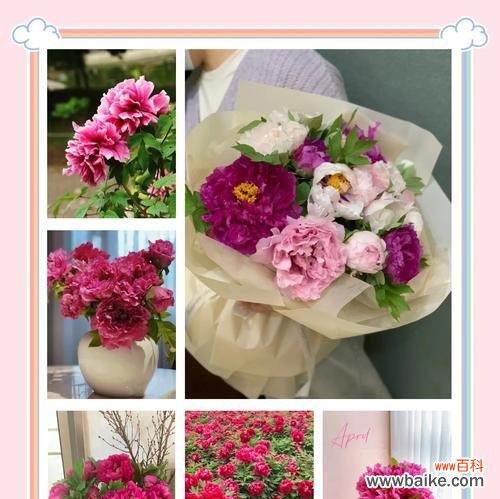 奶油牡丹的花语有哪些?表达了什么?