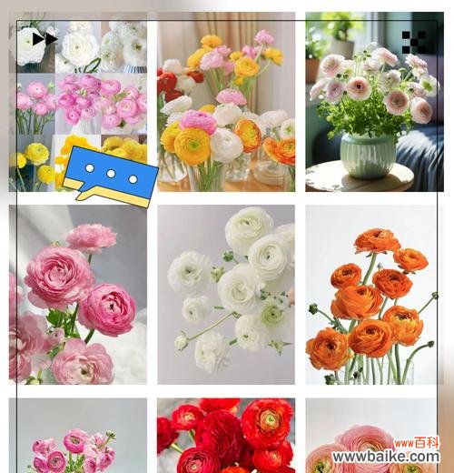 奶油牡丹的花语有哪些?表达了什么?