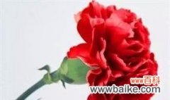 期末考试顺利的花语是什么？如何用花语表达祝福？