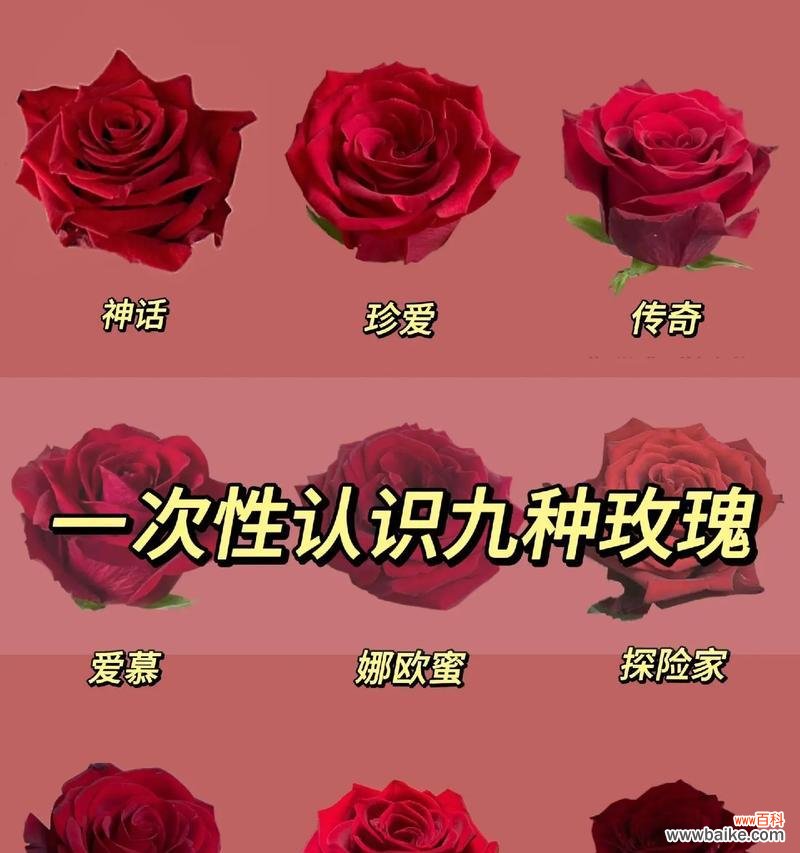 九十朵紫玫瑰花的花语有何特殊意义？