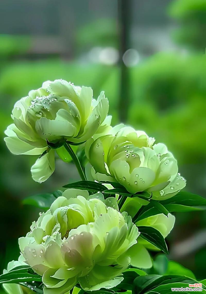 花语中盛开代表了什么含义？