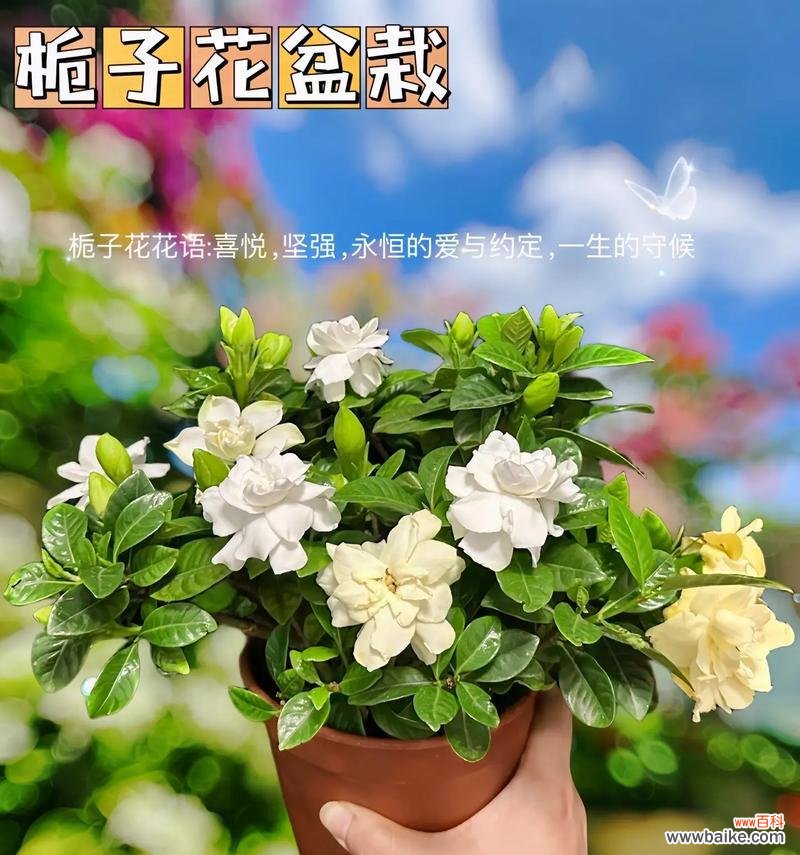 花语中盛开代表了什么含义？