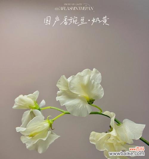 茉香花的花语代表什么？茉香花适合在什么场合赠送？