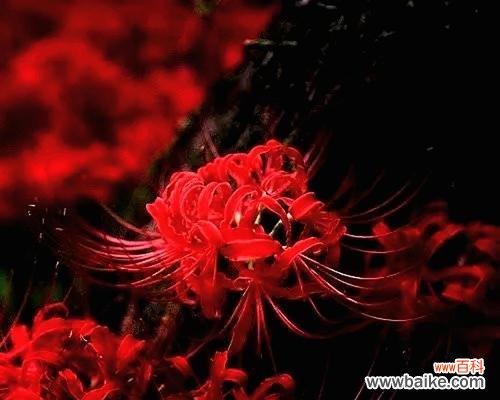 悲伤的花语有哪些？