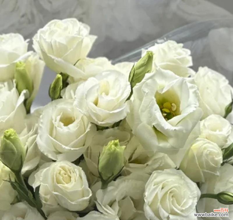 表达直白真诚爱意的花语有哪些？