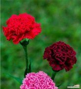 一朵花的情感寄托与美丽表达 康乃馨的象征意义与文化内涵