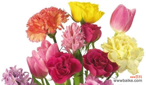 探索康乃馨花语的深层内涵 康乃馨的寓意与象征意义