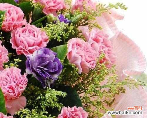 康乃馨花语传递爱与感激之情 11朵康乃馨的象征意义与寓意