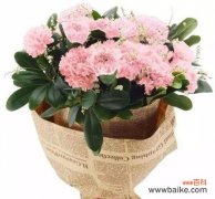 品味康乃馨，领略真爱的气息 康乃馨——爱与美的象征