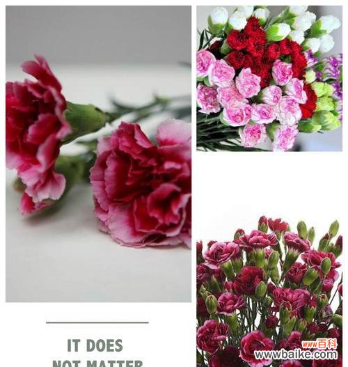 美丽、坚韧和爱的象征——康乃馨 康乃馨的意义与象征