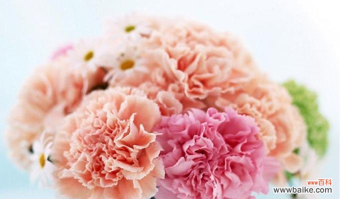 美丽、坚韧和爱的象征——康乃馨 康乃馨的意义与象征