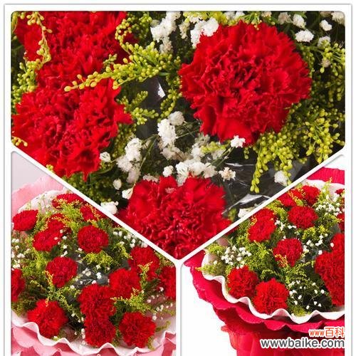 康乃馨的花语是什么,它们代表着怎样的情感和寓意? 康乃馨的花语