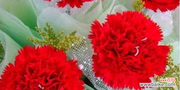 康乃馨的花语是什么,它们代表着怎样的情感和寓意? 康乃馨的花语