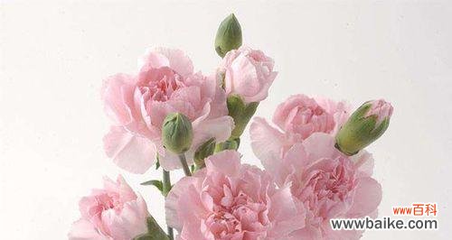 康乃馨花语传递的情感与美好 康乃馨花语与寓意