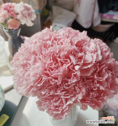 鲜花传达的情感语言与美好寓意 康乃馨的花语及其意义解析