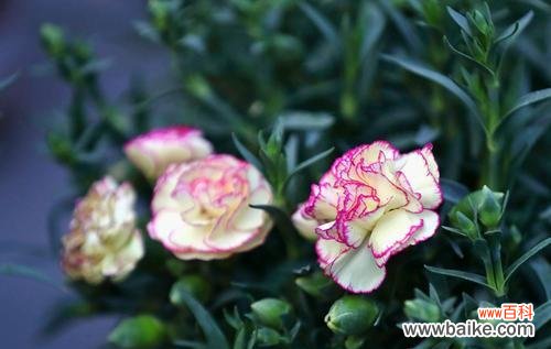 鲜花传达的情感语言与美好寓意 康乃馨的花语及其意义解析