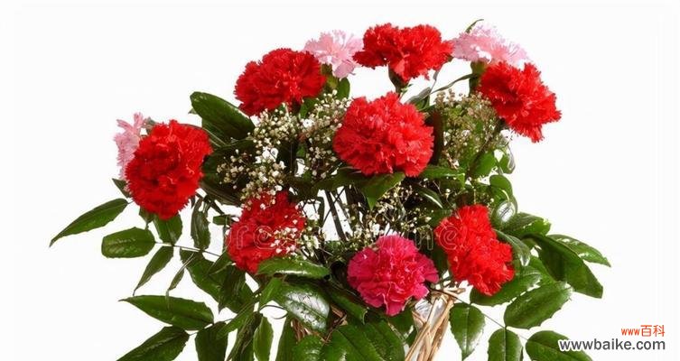 探索康乃馨的象征意义，了解其独特特点 康乃馨