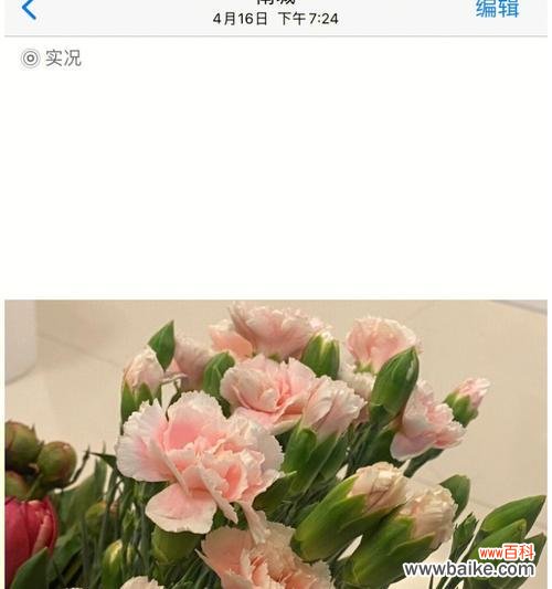 探索康乃馨的象征意义，了解其独特特点 康乃馨