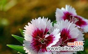 表达友谊的方式 友谊长存的花