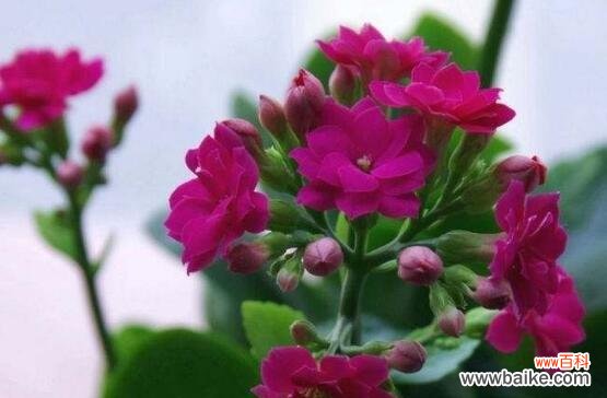 探索长寿植物的奥秘及其健康益处 长寿的植物