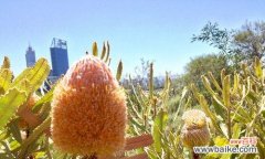 从植物世界中寻找自由的象征 自由之花