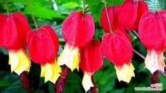 招财进宝灯笼花的风水与财运相关 灯笼花的风水寓意与摆放位置