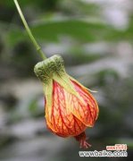 揭开灯笼花的神秘面纱 灯笼花的寓意与象征