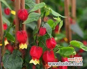 探究灯笼花在风水中的象征意义以及其正向能量传递 灯笼花风水之祥瑞寓意与作用