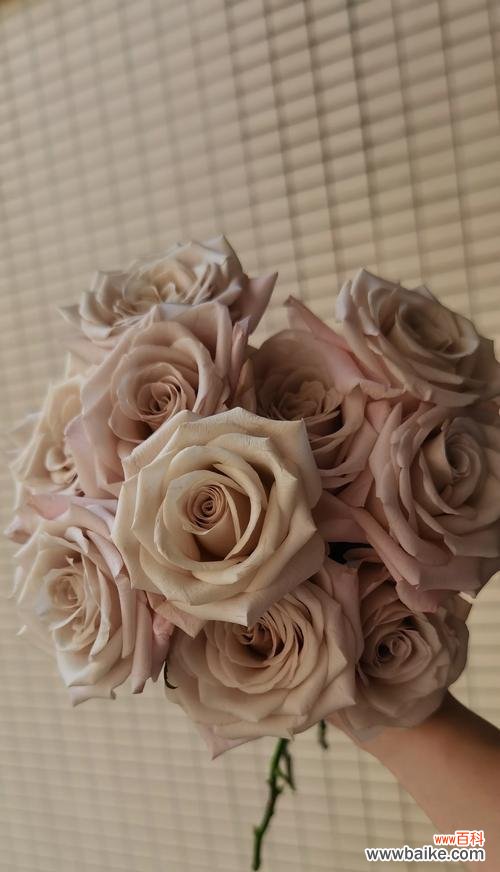 情侣拿大玫瑰花有何象征意义？它代表了什么？