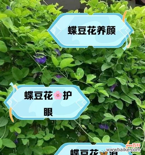 蝶豆花的花语是什么？蝶豆花的象征意义有哪些？