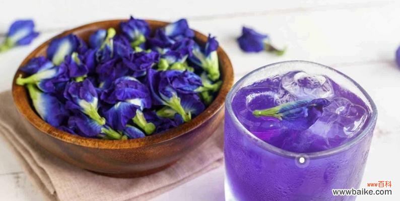 蝶豆花的花语是什么？蝶豆花的象征意义有哪些？