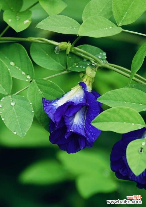 蝶豆花的花语是什么？蝶豆花的象征意义有哪些？