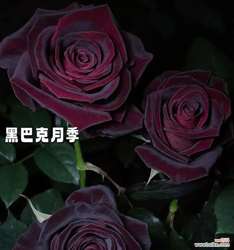 玫瑰花的特征及其花语是什么？