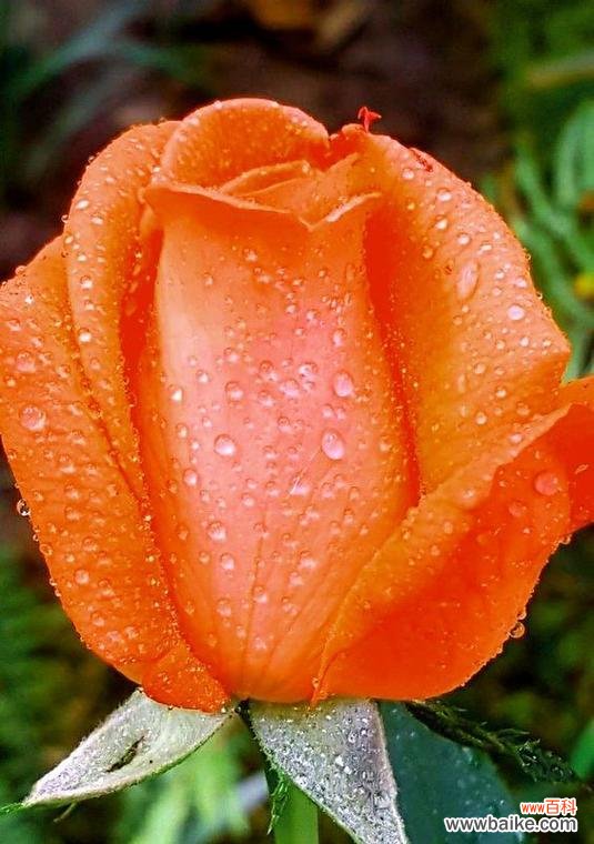橙色带点红玫瑰代表什么花语?