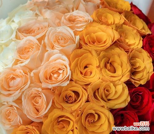 橙色带点红玫瑰代表什么花语?