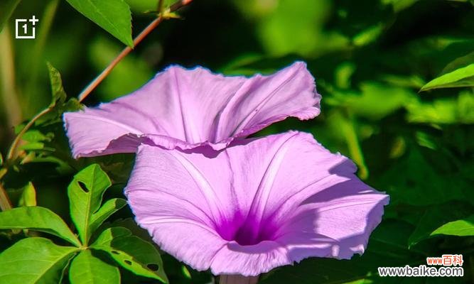 紫霞花的花语寓意和含义是什么？