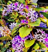 紫霞花的花语寓意和含义是什么？