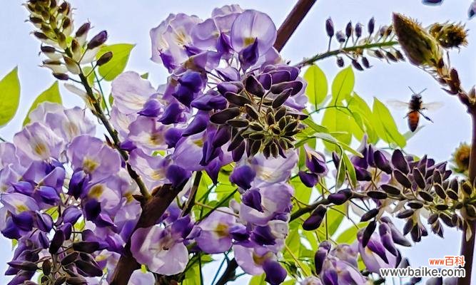 紫霞花的花语寓意和含义是什么？