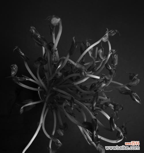 豆苗菜的花语有哪些含义?