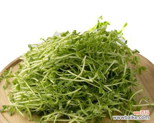 豆苗菜的花语有哪些含义?