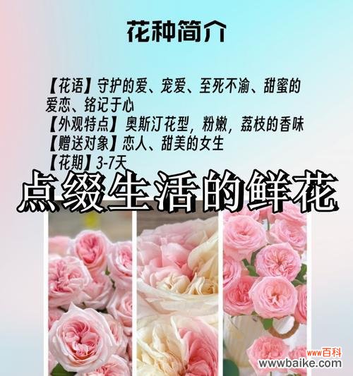 12朵粉玫瑰传递了哪些花语?