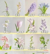 12朵粉玫瑰传递了哪些花语？