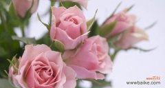 哪种花的花语代表着咸甜的含义？